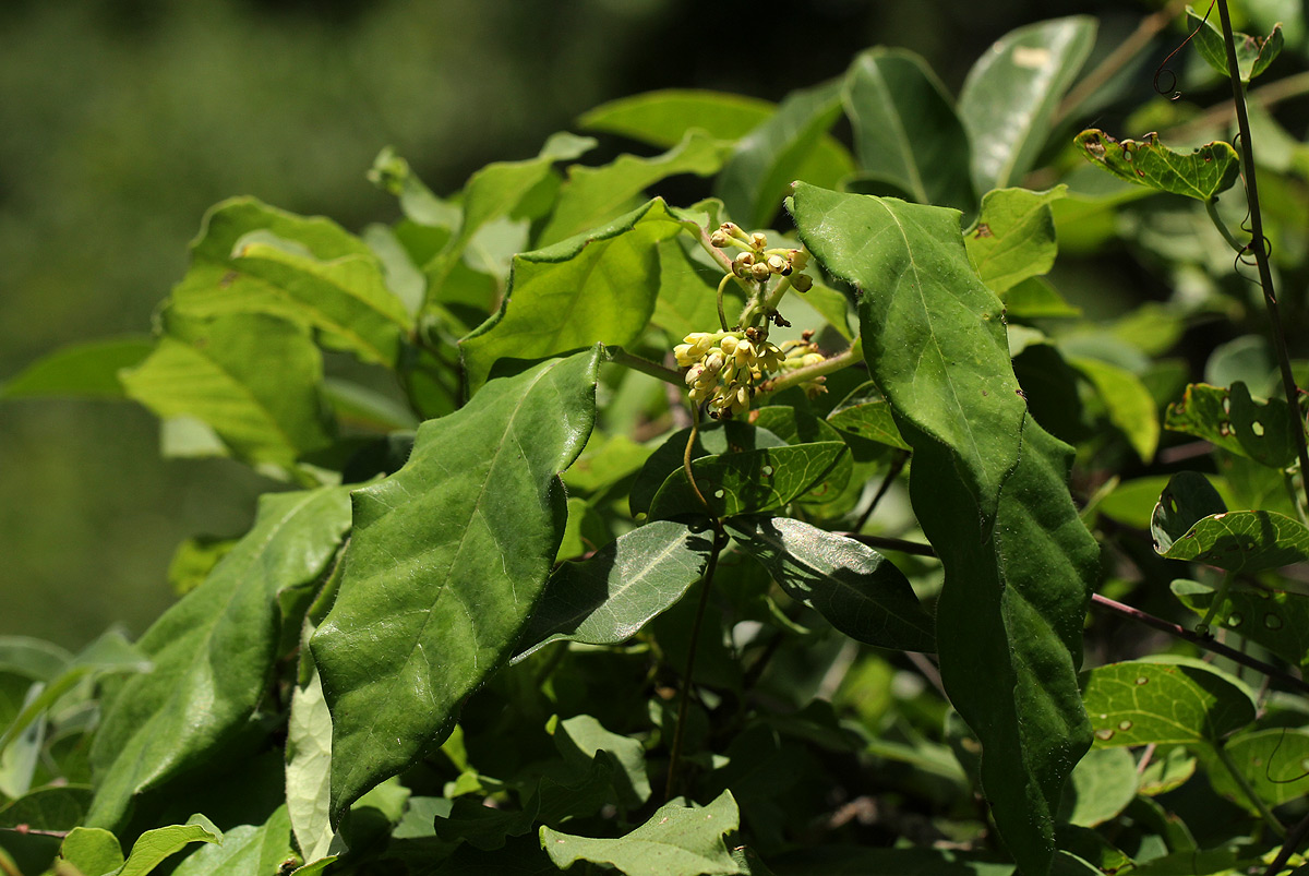 Marsdenia cynanchoides