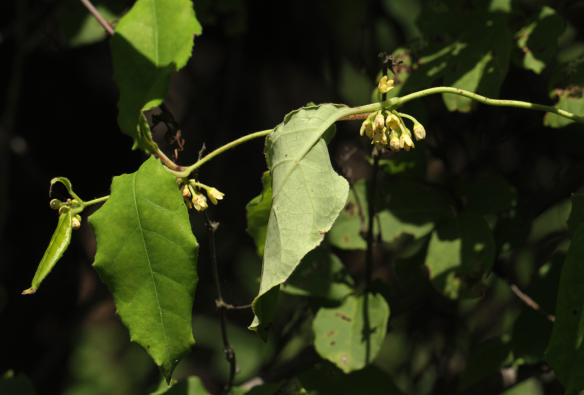 Marsdenia cynanchoides