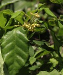 Marsdenia cynanchoides