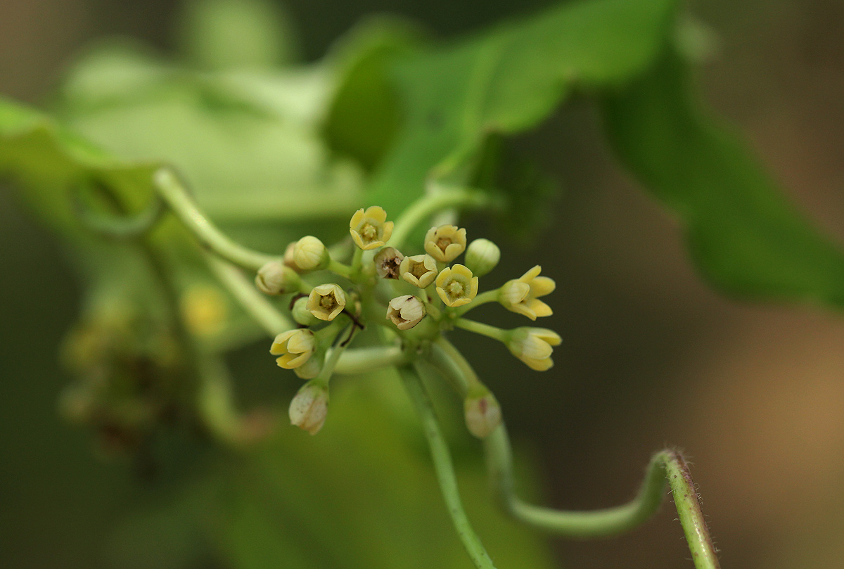 Marsdenia cynanchoides