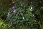 Impatiens wuerstenii