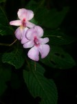 Impatiens wuerstenii