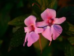 Impatiens wuerstenii