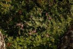 Impatiens wuerstenii