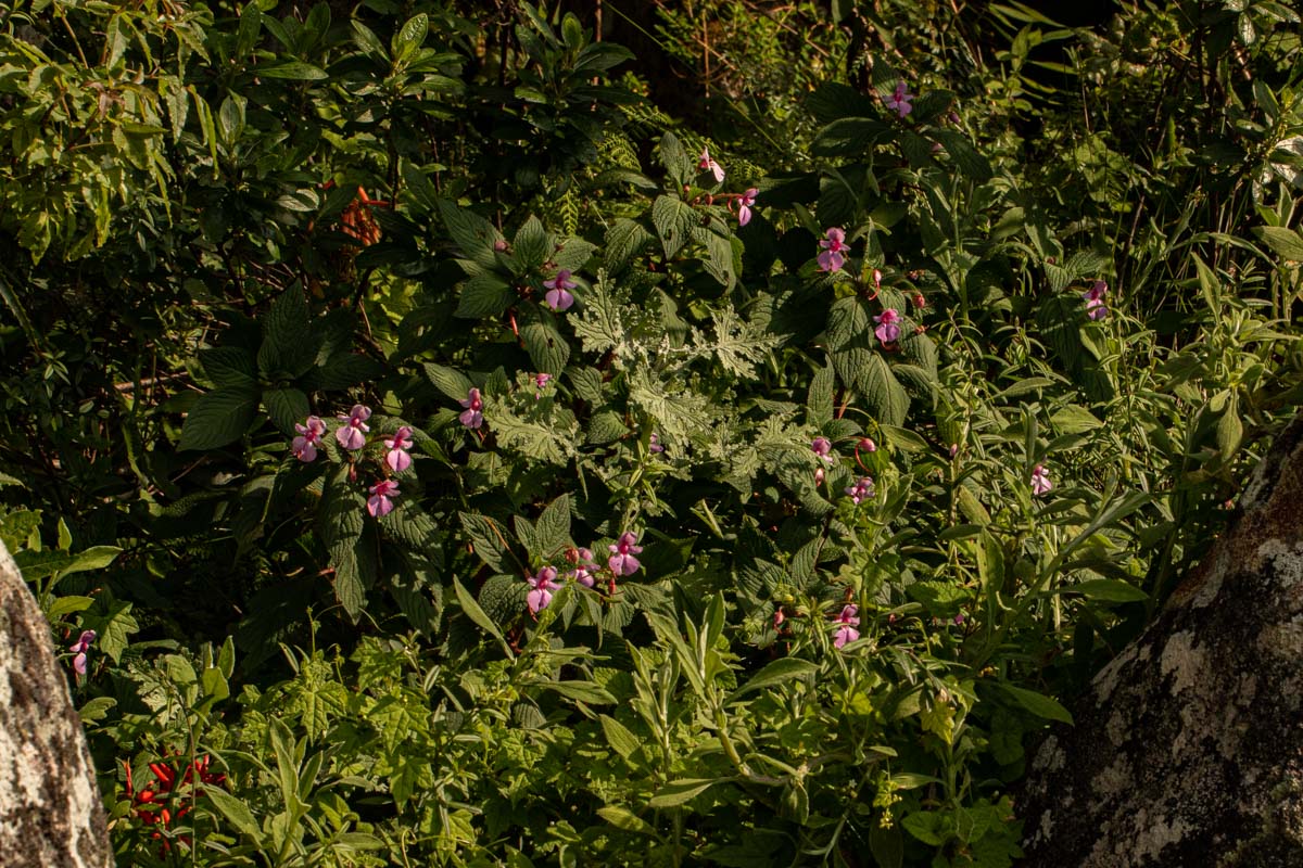 Impatiens wuerstenii