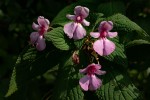 Impatiens wuerstenii