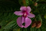 Impatiens wuerstenii