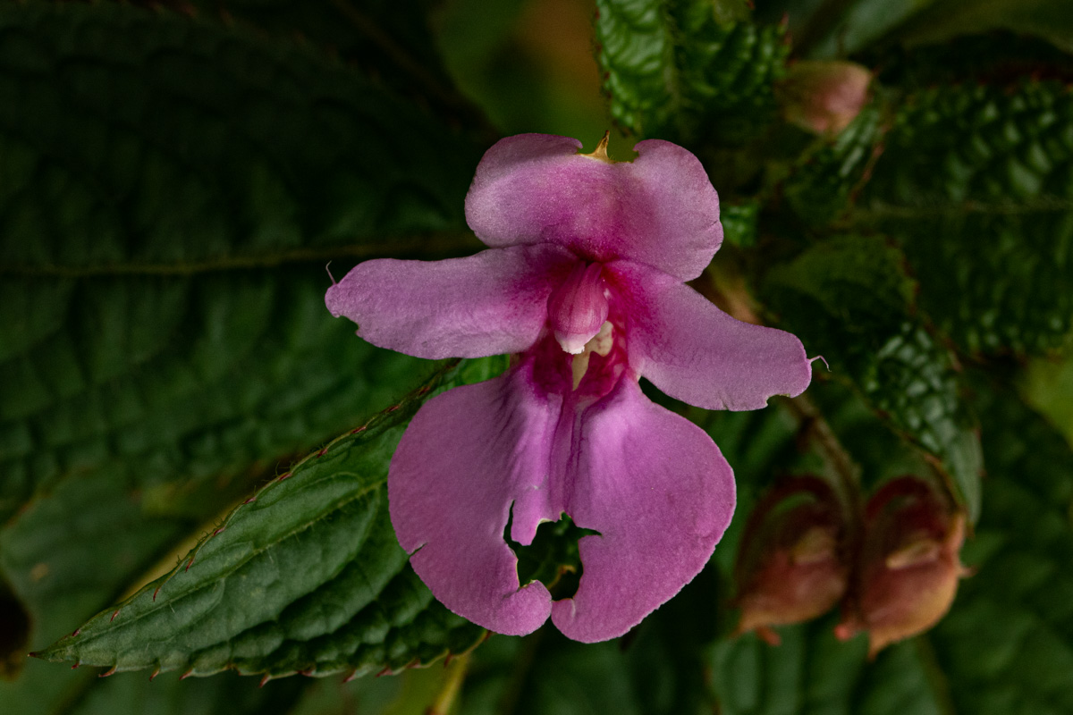 Impatiens wuerstenii