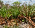 Encephalartos ferox subsp. emersus