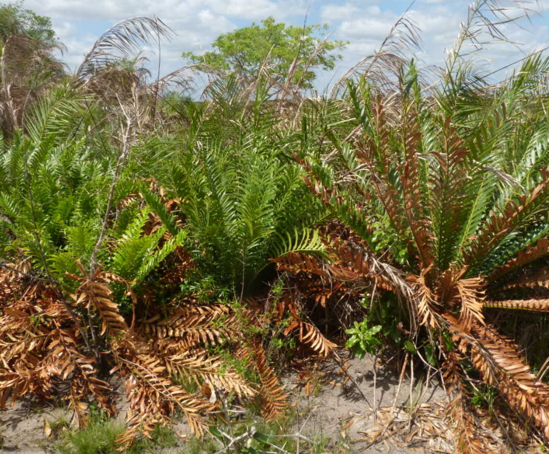 Encephalartos ferox subsp. emersus