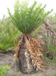 Encephalartos ferox subsp. emersus