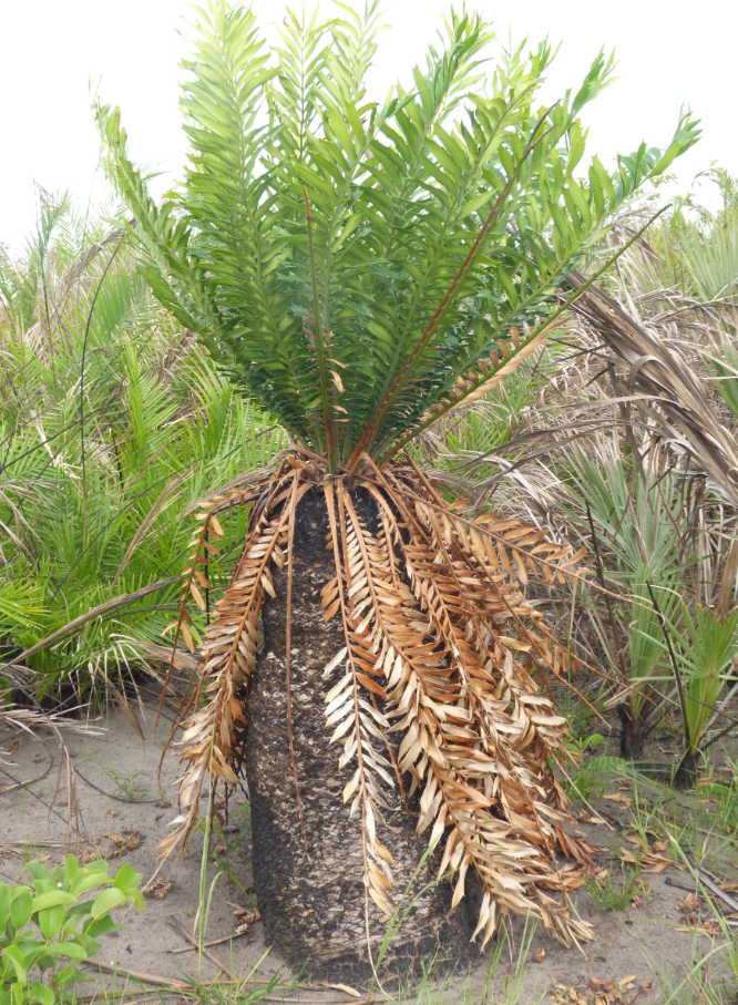 Encephalartos ferox subsp. emersus