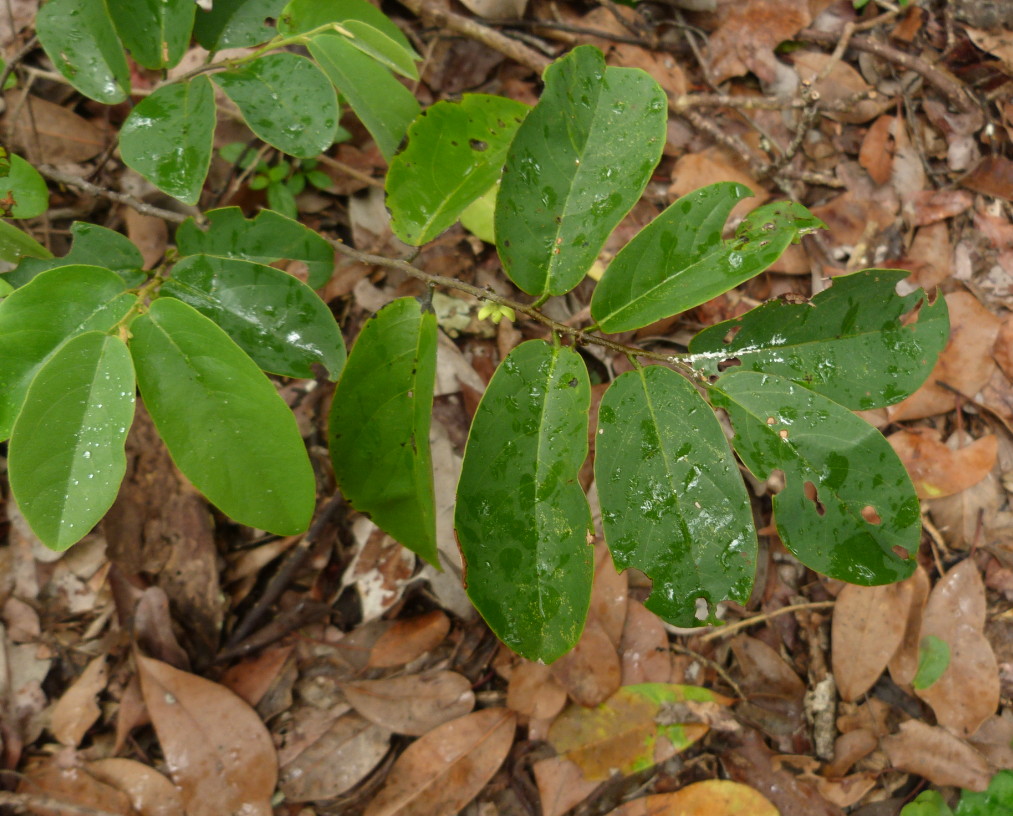 Monanthotaxis trichantha