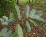 Monanthotaxis trichantha