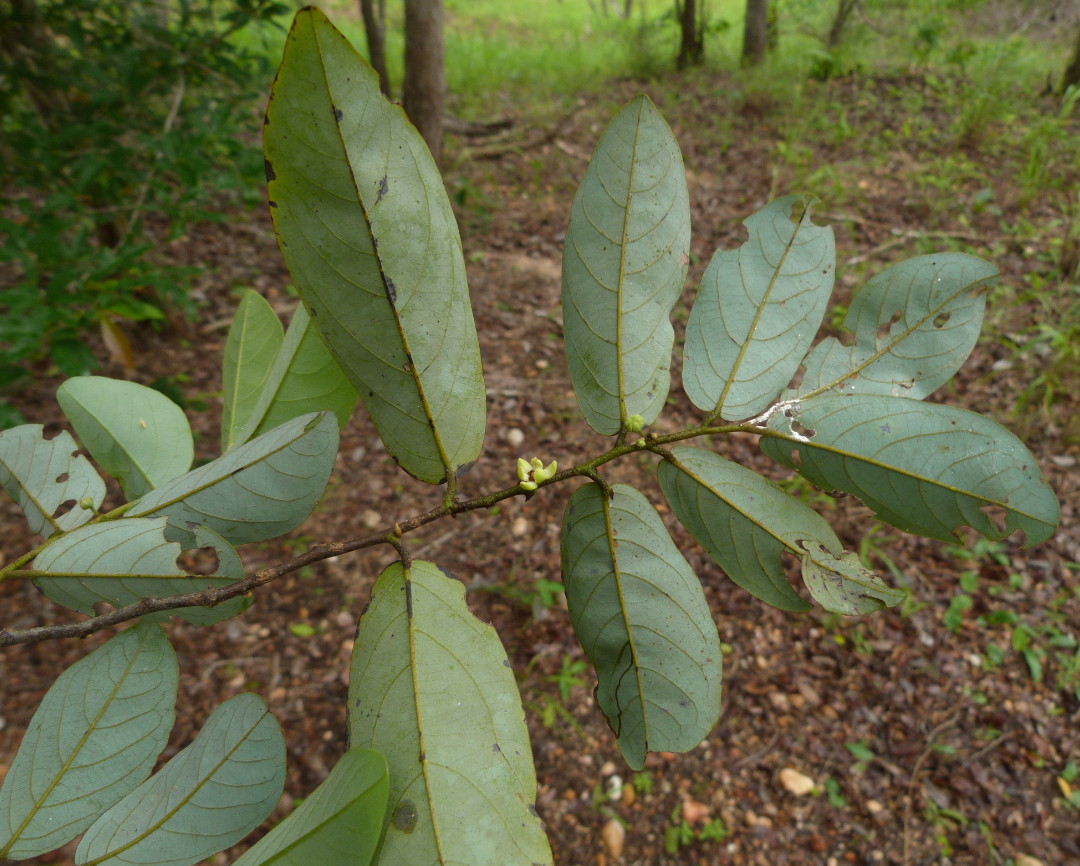 Monanthotaxis trichantha