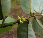 Monanthotaxis trichantha