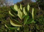Eugenia sp. A