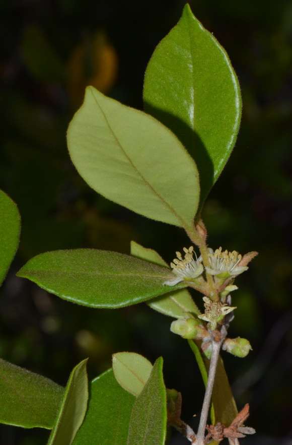 Eugenia sp. A