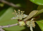 Eugenia sp. A