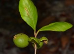 Eugenia sp. A