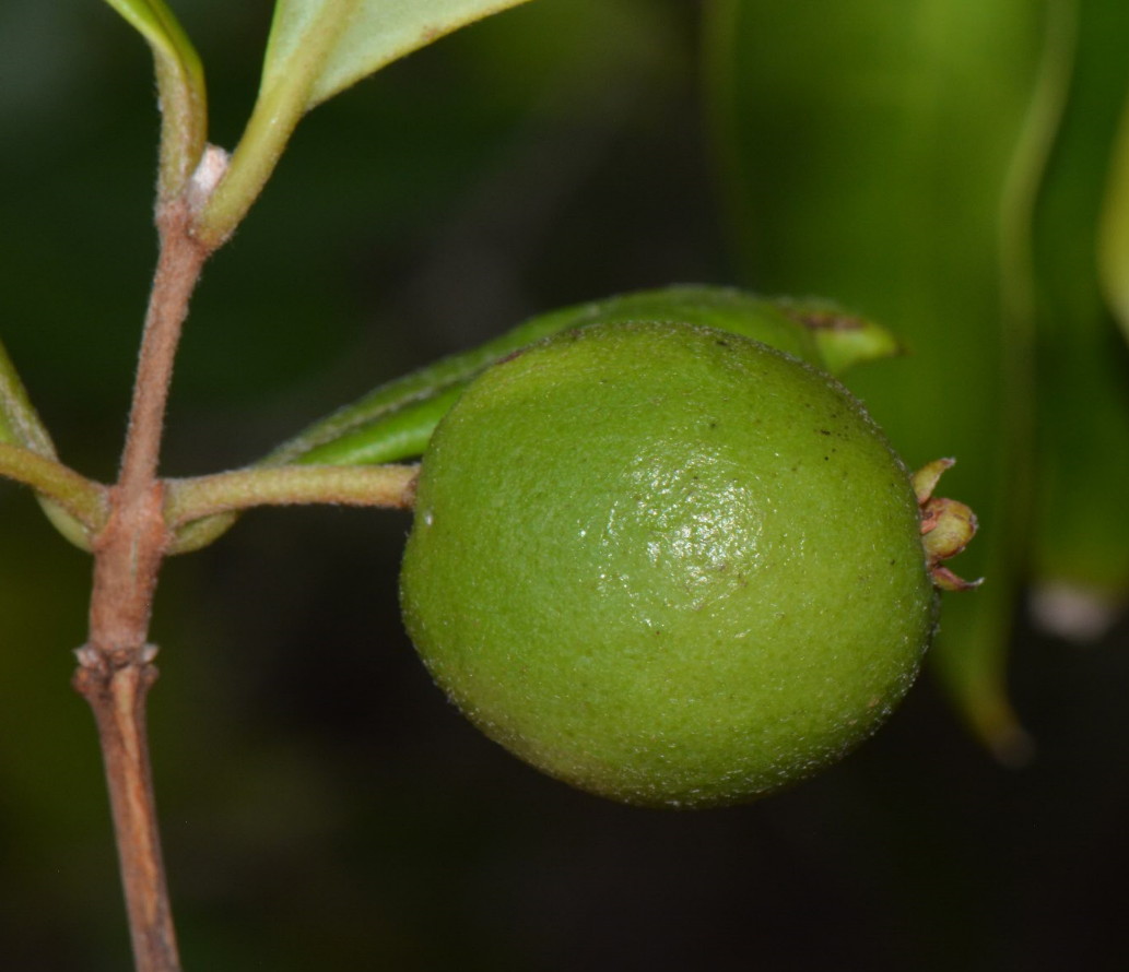 Eugenia sp. A