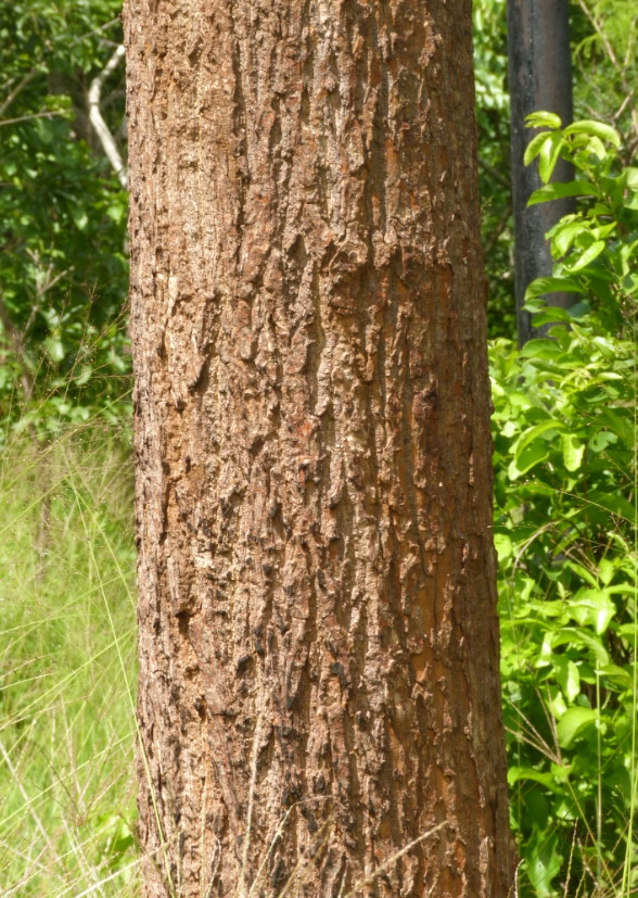 Erythrina sacleuxii