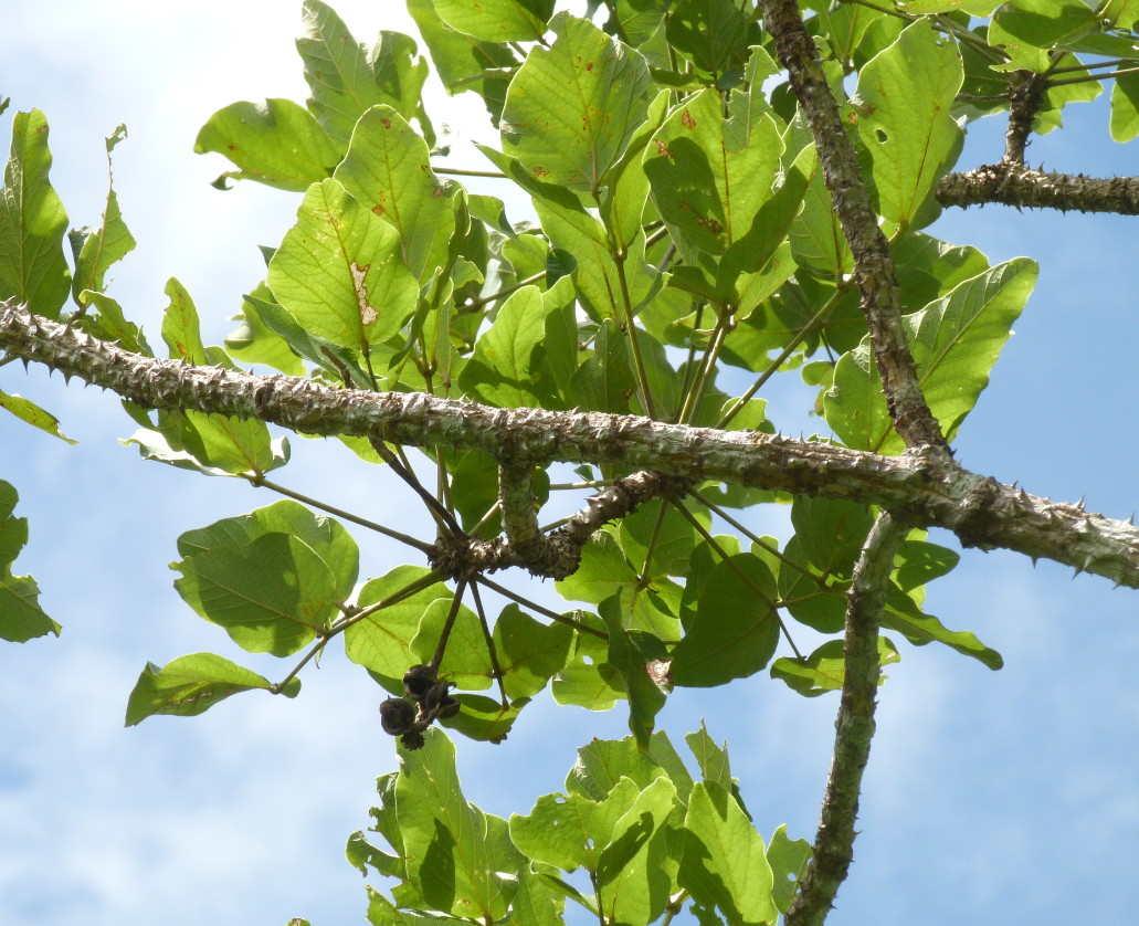 Erythrina sacleuxii