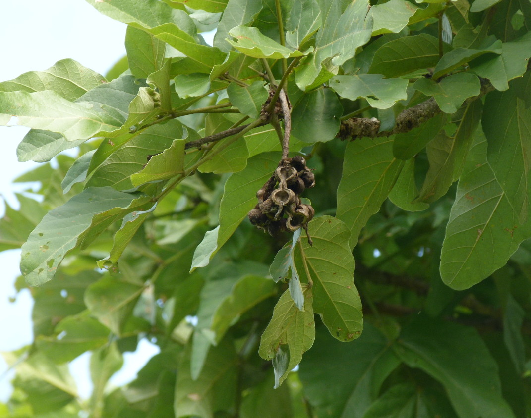Erythrina sacleuxii
