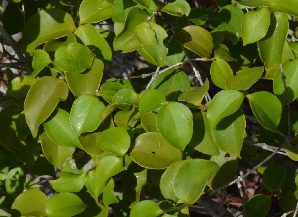 Warneckea sansibarica var. sansibarica