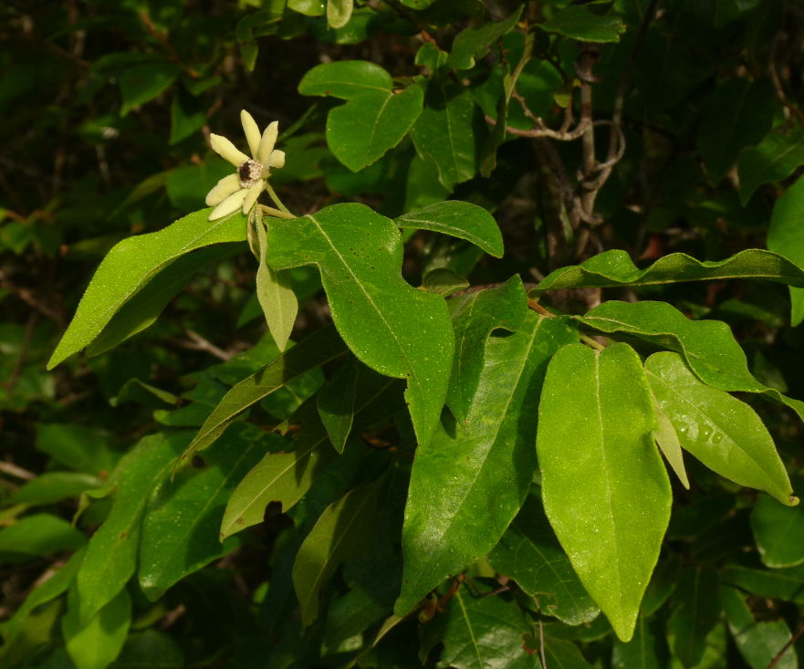Uvaria leptocladon