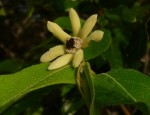 Uvaria leptocladon