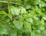 Premna gracillima