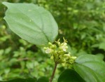 Premna gracillima