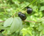 Premna gracillima