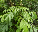 Deinbollia sp. A