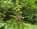 Deinbollia sp. A