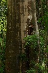 Ficus mucuso