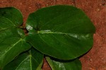 Ficus mucuso