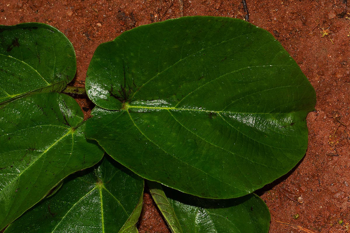 Ficus mucuso