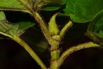 Ficus mucuso