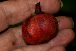 Ficus mucuso