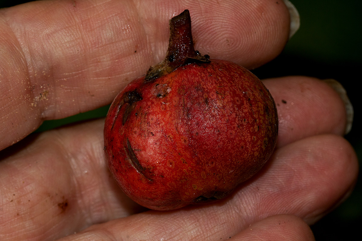 Ficus mucuso