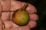Ficus mucuso