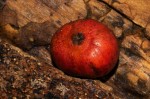 Ficus mucuso