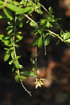 Carpolobia suaveolens