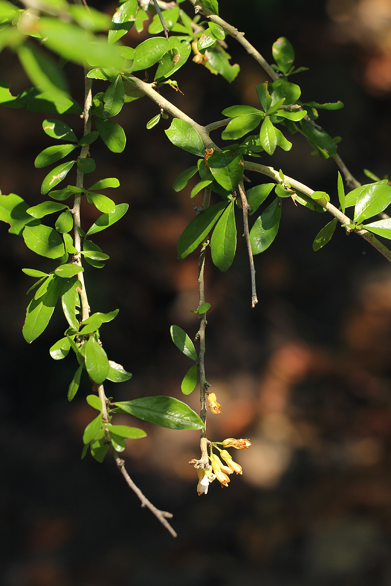 Carpolobia suaveolens