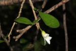 Carpolobia suaveolens