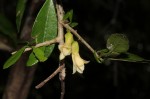 Carpolobia suaveolens