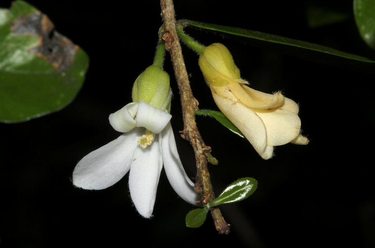 Carpolobia suaveolens