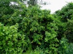 Eriolaena rulkensii